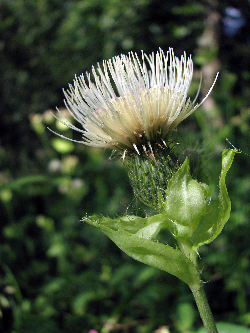 Изображение особи Cirsium oleraceum.