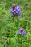 Prunella vulgaris