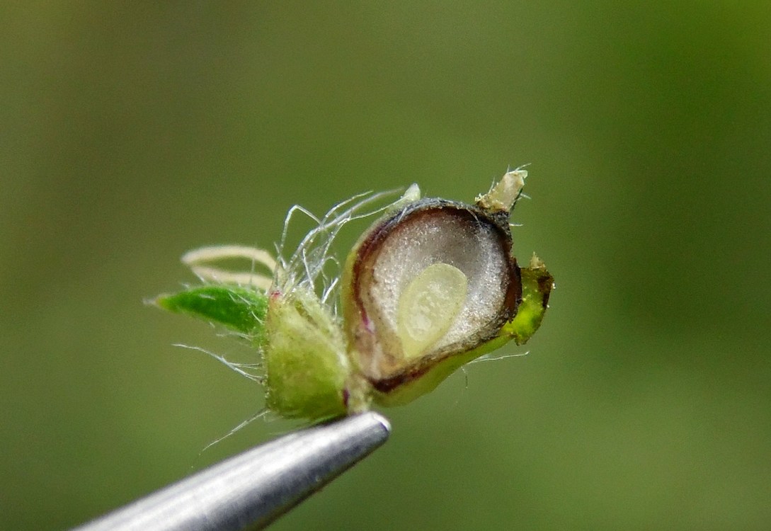 Image of Ambrosia artemisiifolia specimen.