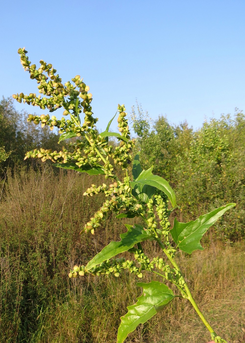 Изображение особи Atriplex sagittata.