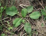 Eryngium campestre