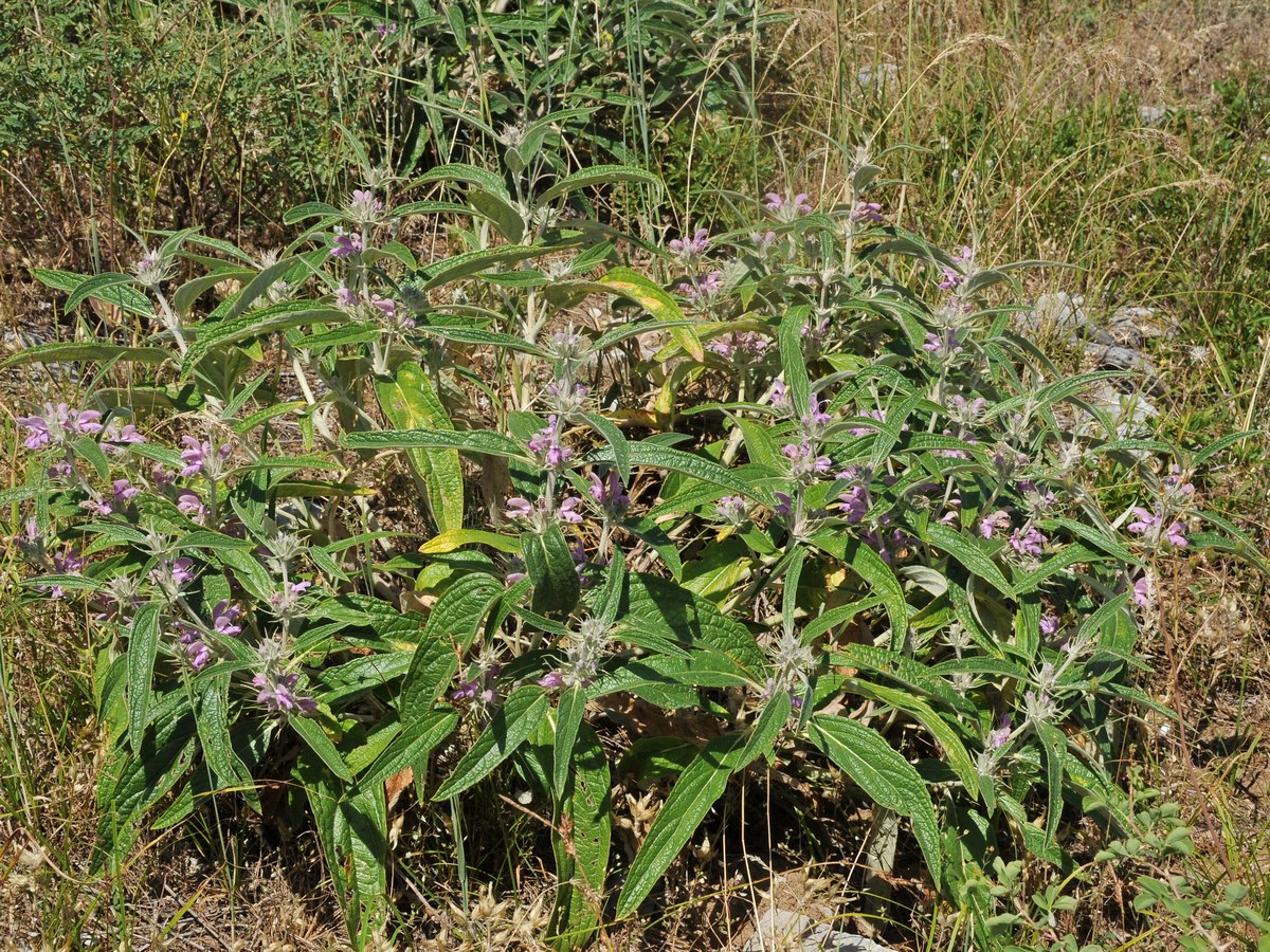 Image of Phlomis regelii specimen.
