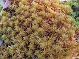 Sphagnum teres