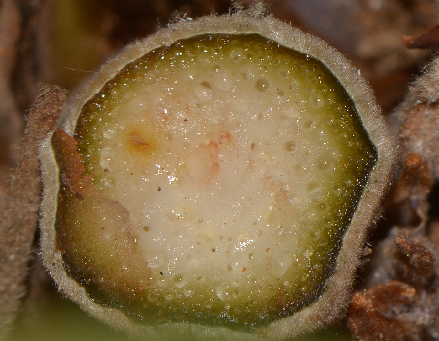 Image of Zamia furfuracea specimen.