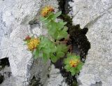 Rhodiola rosea. Цветущее растение. Хабаровский край, Ванинский р-н, прибрежные скалы в бух. Сизиман. 20.06.2015.