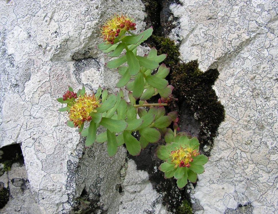 Image of Rhodiola rosea specimen.