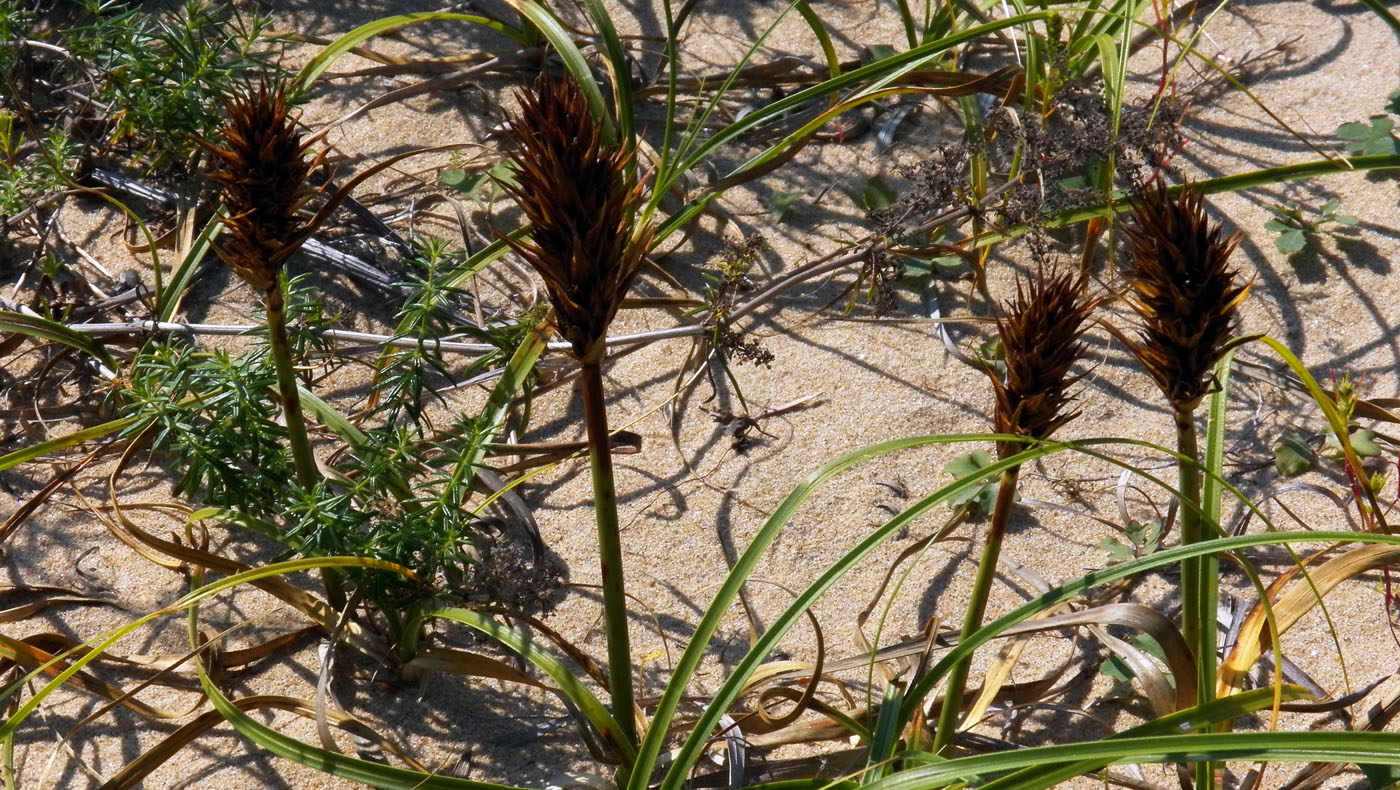 Изображение особи Carex kobomugi.