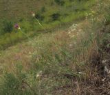 Dianthus capitatus. Цветущие растения. Краснодарский край, м/о г. Новороссийск, хребет Маркотх, ≈ 460 м н.у.м, задернованное скальное обнажение на вершине 462. 09.07.2016.