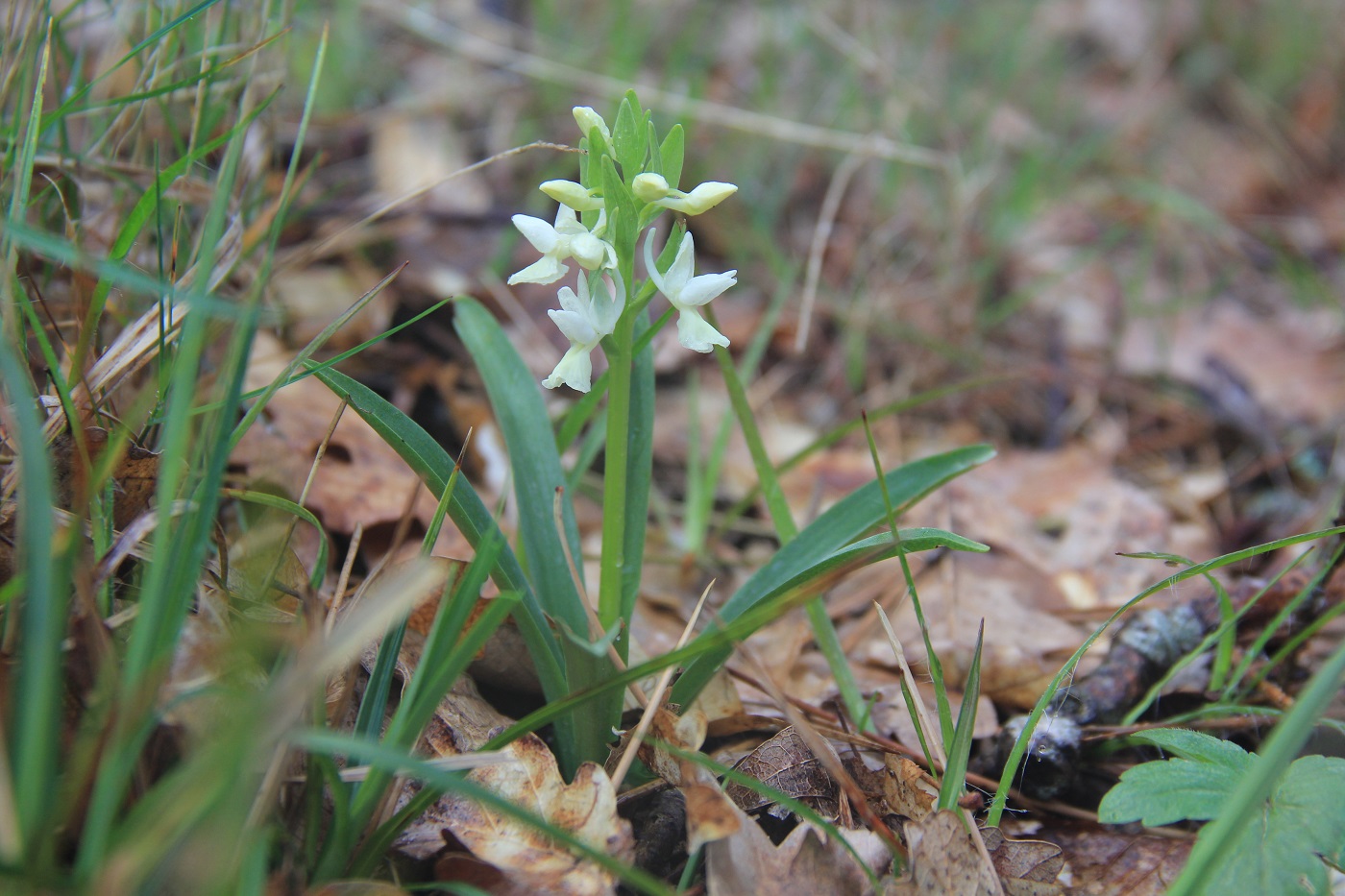 Изображение особи Dactylorhiza romana.