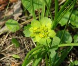 Chrysosplenium sibiricum