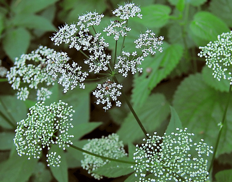Image of Aegopodium podagraria specimen.