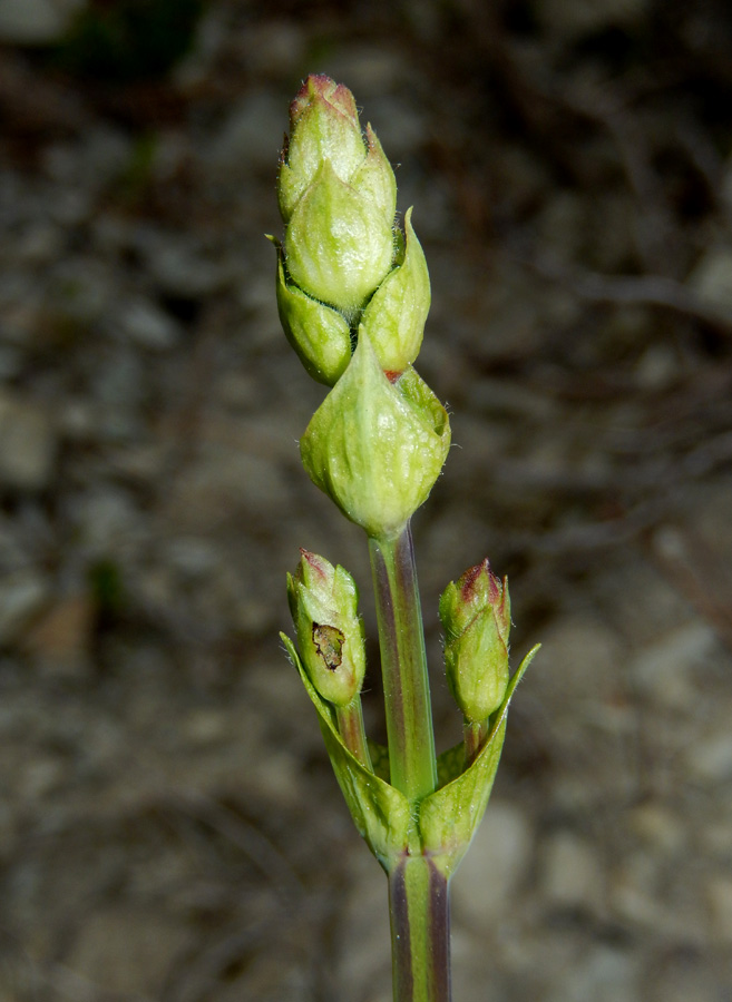 Image of Salvia ringens specimen.