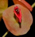 Holmskioldia sanguinea