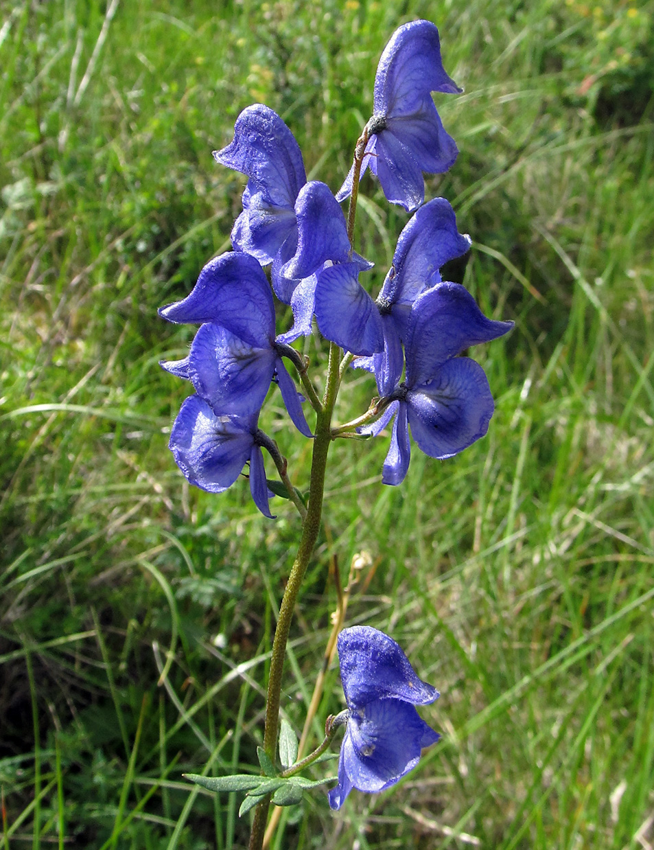 Изображение особи Aconitum paskoi.