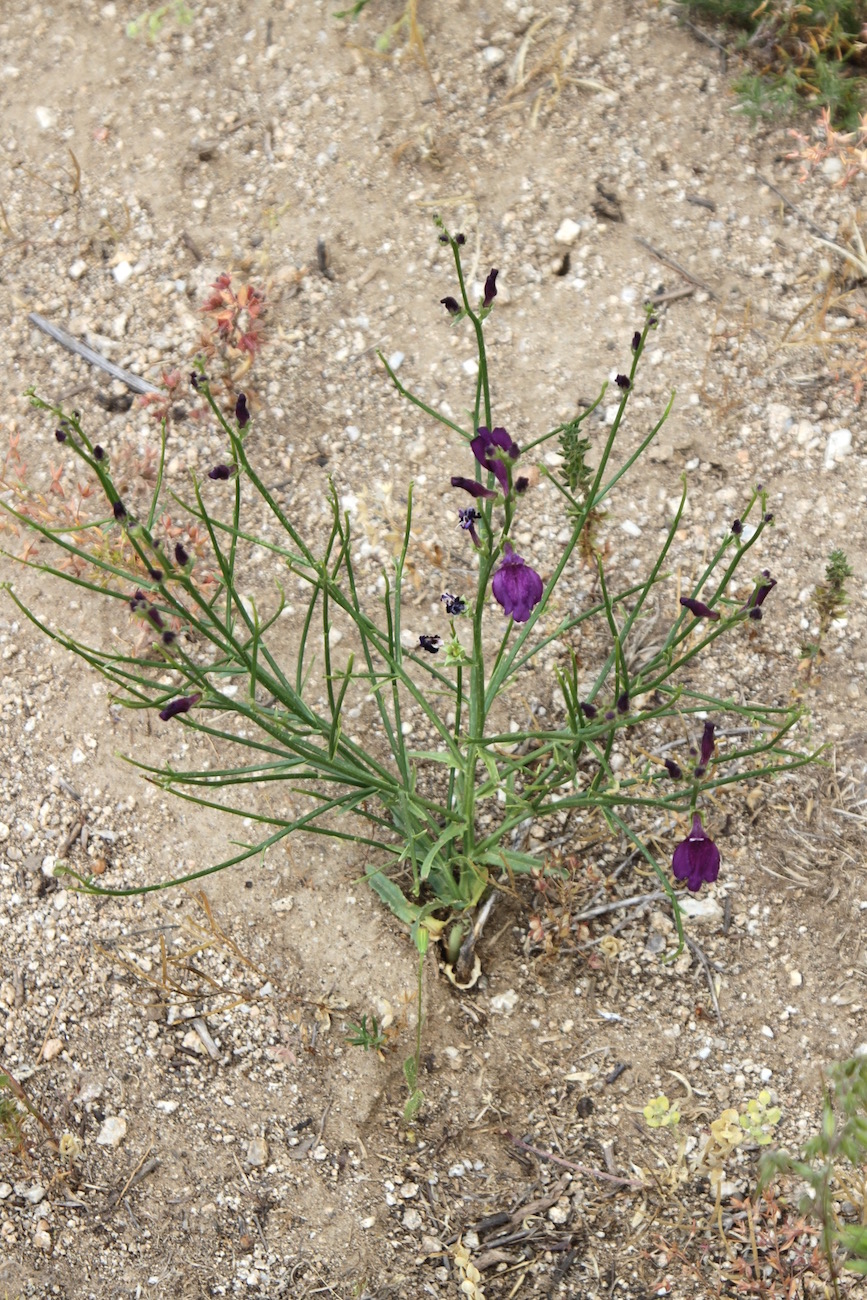 Image of Dodartia orientalis specimen.