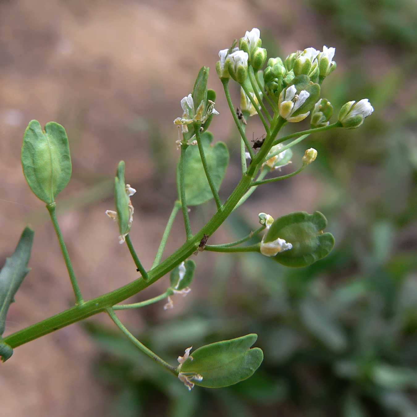 Image of Thlaspi arvense specimen.