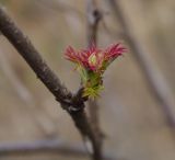 Sorbaria sorbifolia. Распускающаяся почка ('Sem'). Украина, г. Киев, дендропарк, в культуре. 15.03.2017.