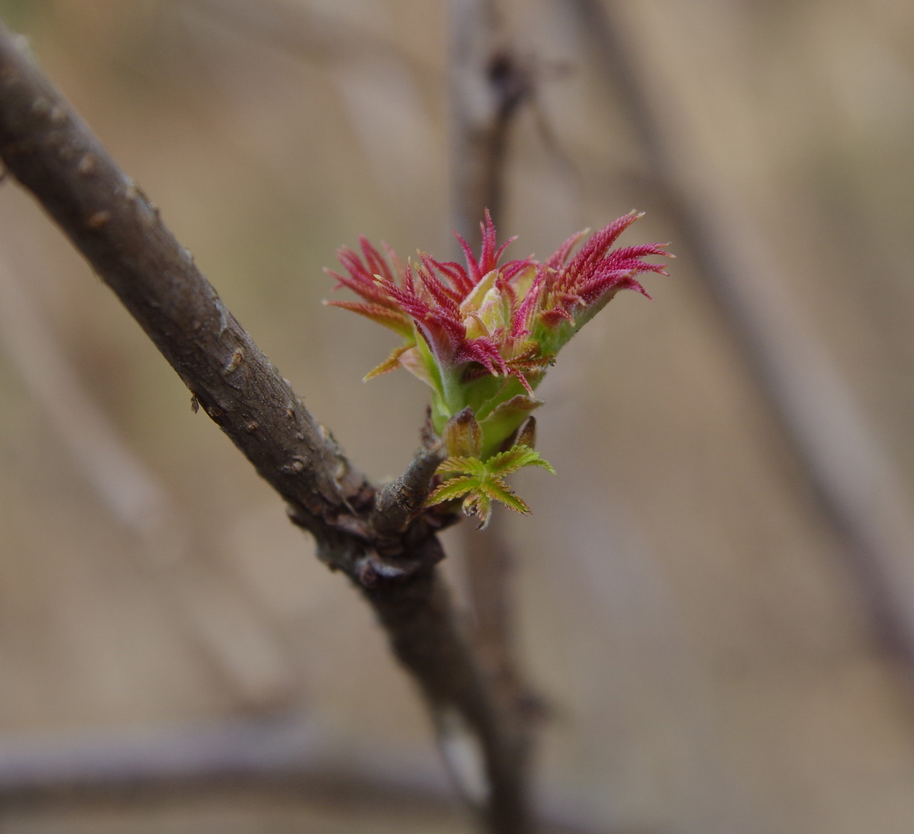 Изображение особи Sorbaria sorbifolia.