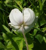 Anemone sylvestris. Цветок (вид со стороны цветоножки). Восточный Казахстан, Уланский р-н, окр. с. Украинка, луг. 01.06.2015.