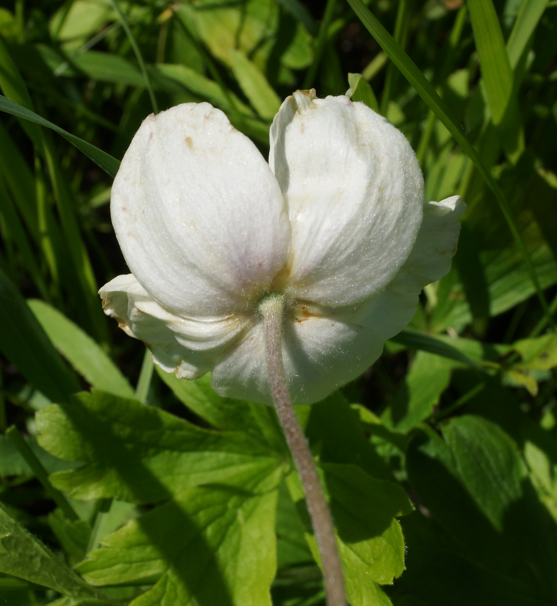 Изображение особи Anemone sylvestris.