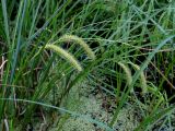 Carex rostrata