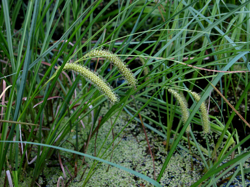 Изображение особи Carex rostrata.