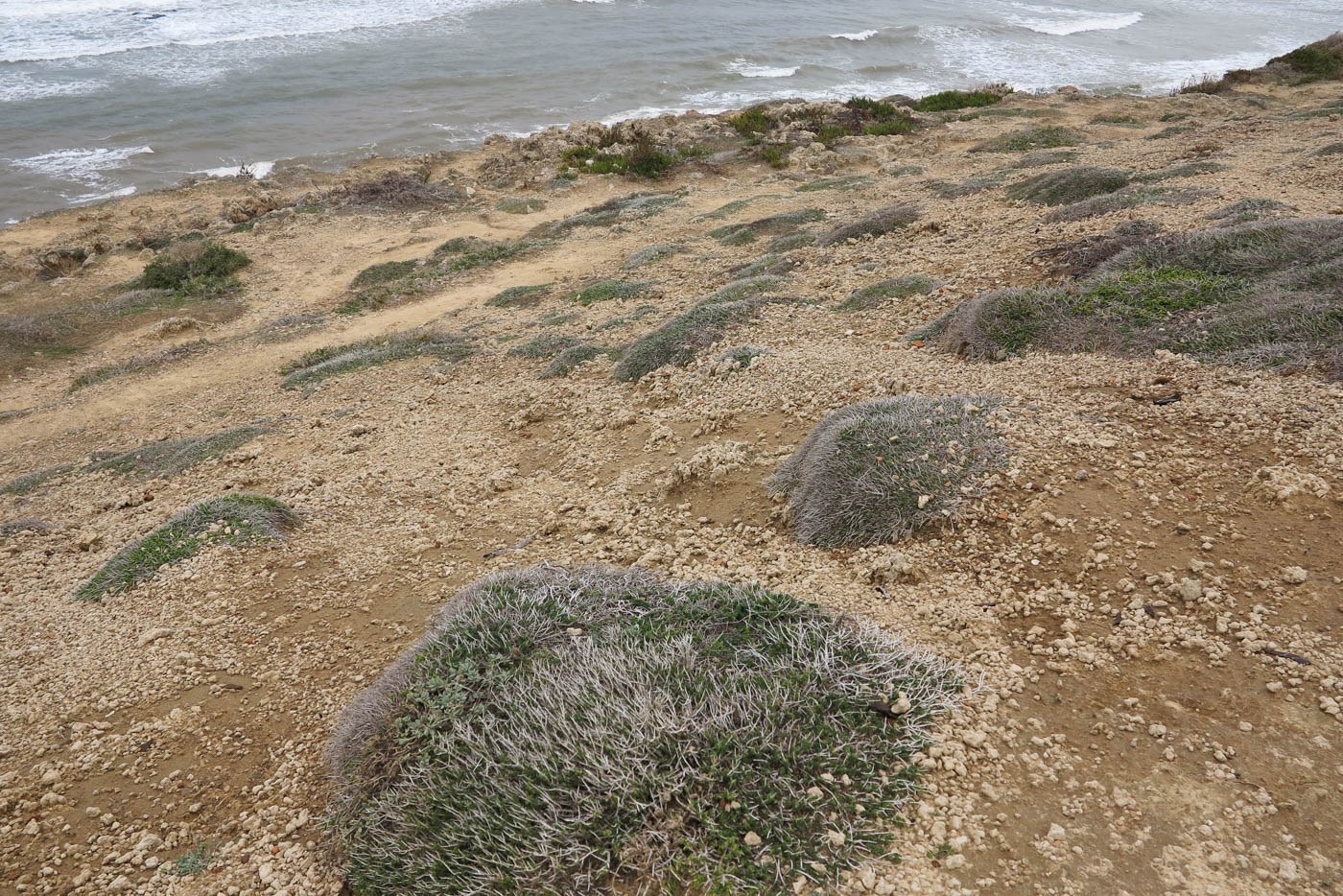 Image of Thymbra capitata specimen.