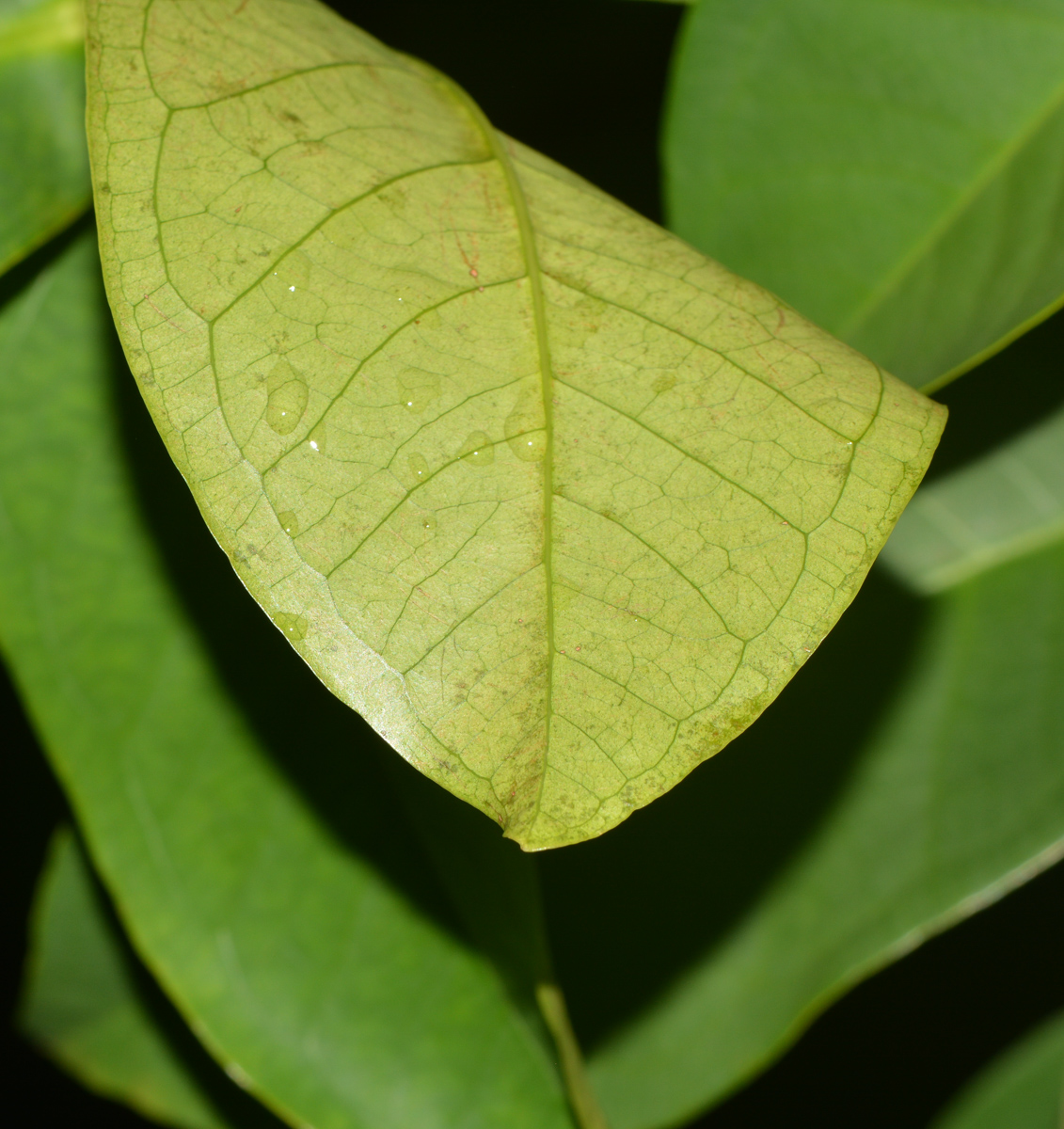 Изображение особи Syzygium aqueum.