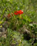 Lilium pumilum