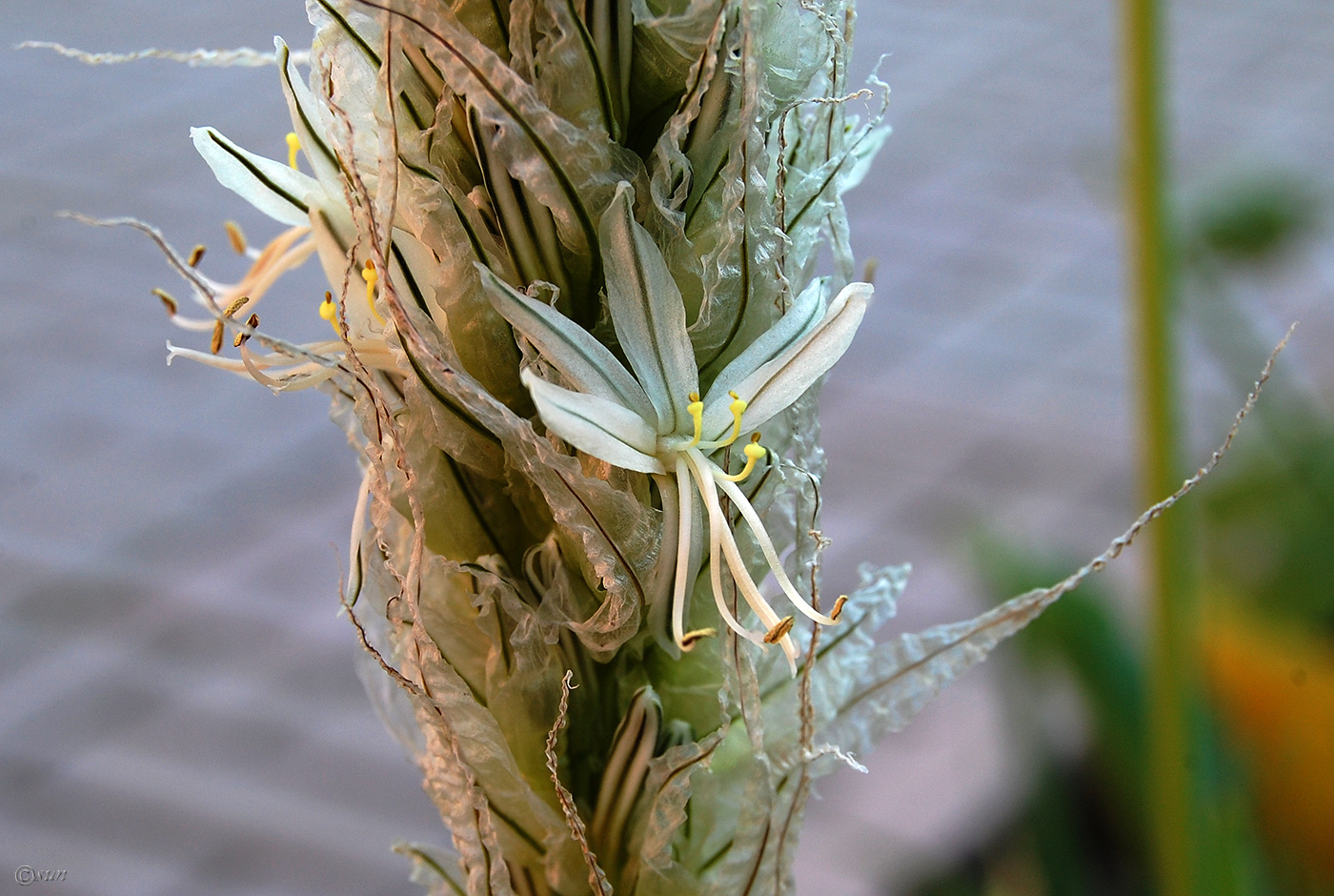 Image of Asphodeline taurica specimen.