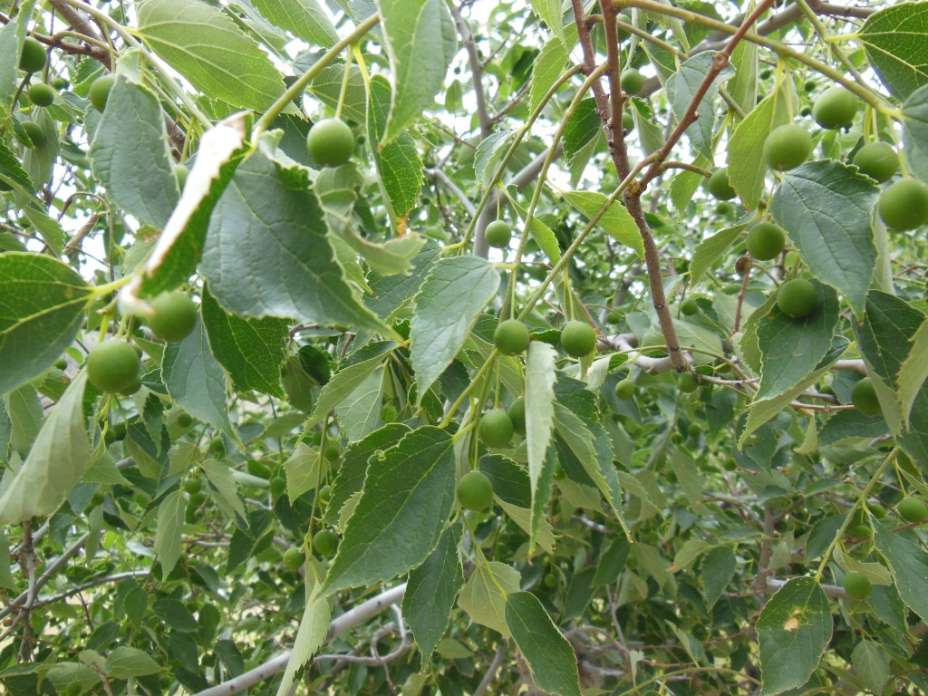 Image of genus Celtis specimen.