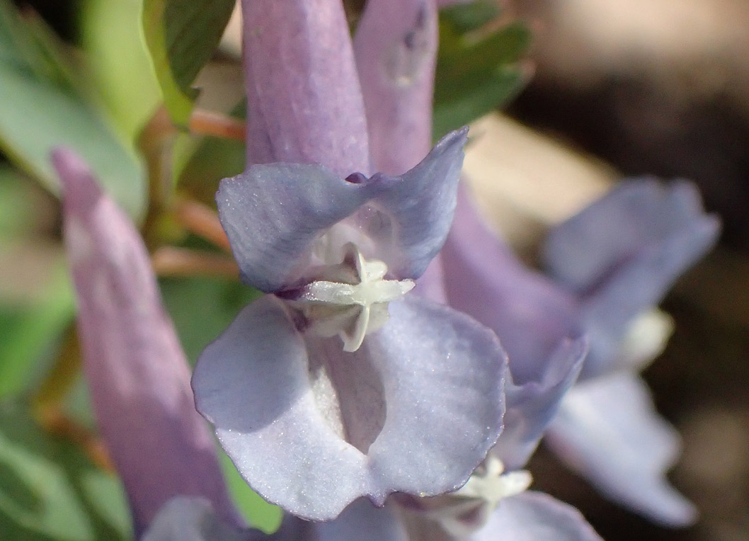 Image of Corydalis solida specimen.