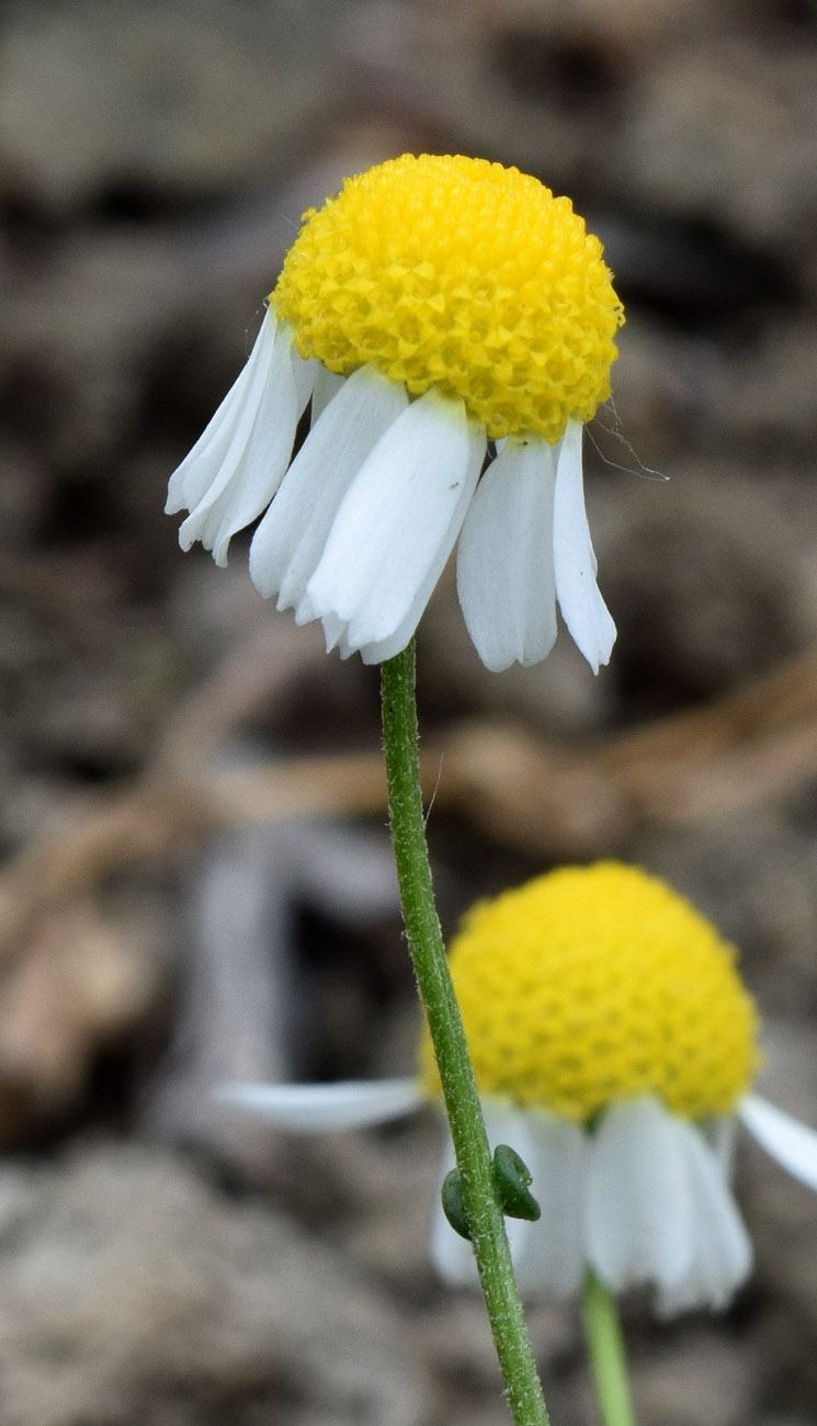 Image of Anthemis deserticola specimen.