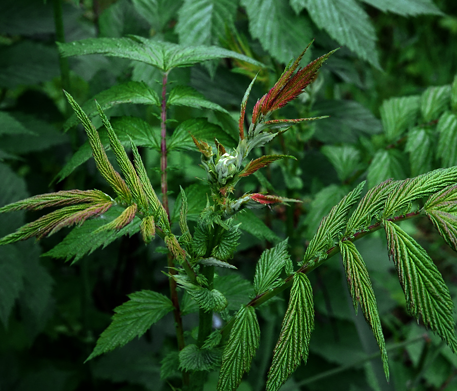 Image of Filipendula ulmaria specimen.