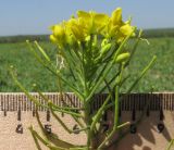 Brassica campestris. Соцветие с цветками и завязавшимися плодами. Краснодарский край, Крымский р-н, окр. хут. Гапоновский, на краю горохового поля, сорное. 01.05.2017.