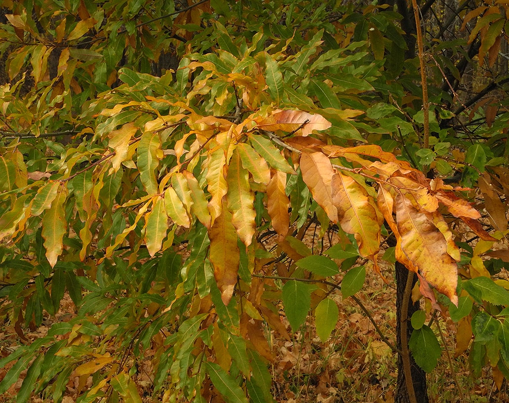 Изображение особи Quercus imbricaria.