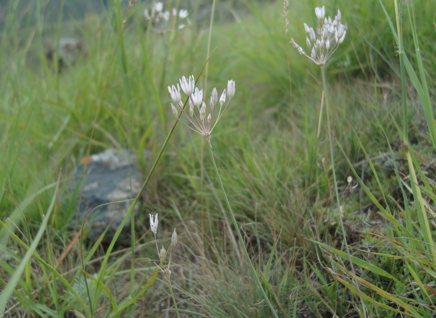 Изображение особи Allium inaequale.