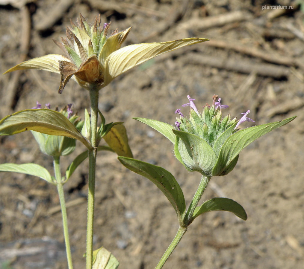 Image of Ziziphora capitata specimen.