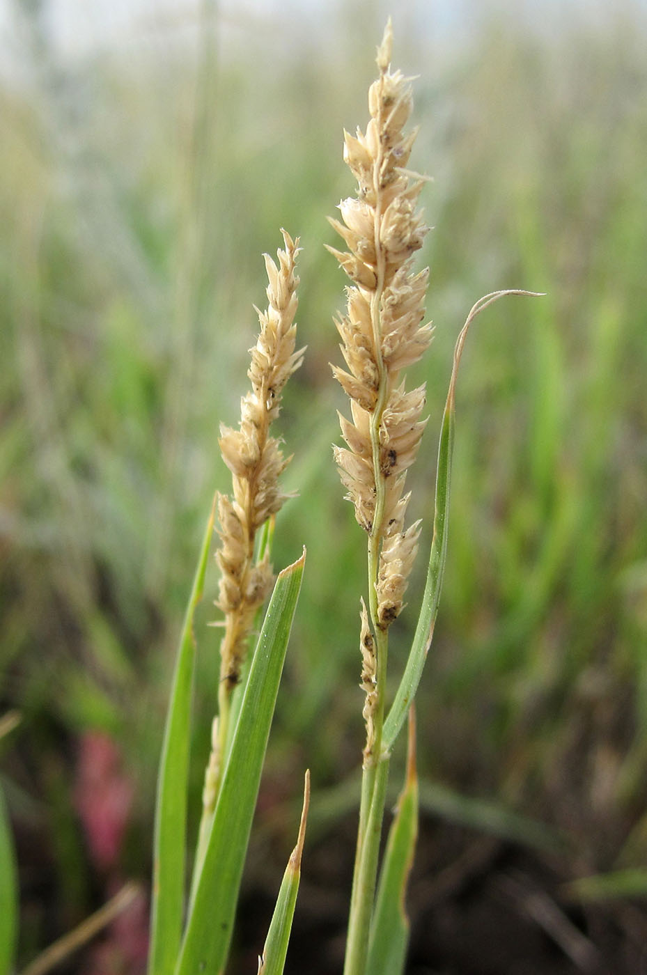 Изображение особи Aeluropus intermedius.