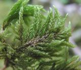 Thamnobryum alopecurum. Часть веточки гаметофита. Краснодарский край, Сочи, окр. Хосты, Тисо-самшитовая роща, замшелая скала. 14.07.2017.