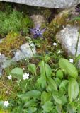 Swertia alpestris