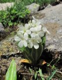 Primula bayernii