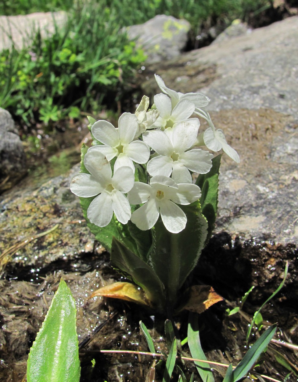 Image of Primula bayernii specimen.