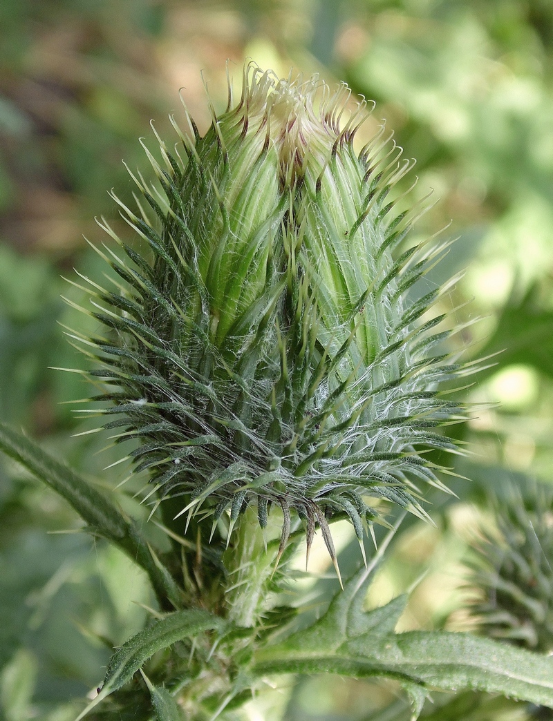 Image of Cirsium vulgare specimen.