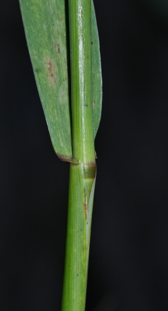 Image of Elymus woroschilowii specimen.