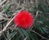 genus Calliandra. Соцветие. Китай, Гуанси-Чжуанский автономный р-н, берег канала, окр. деревни Мингши. 6 марта 2016 г.