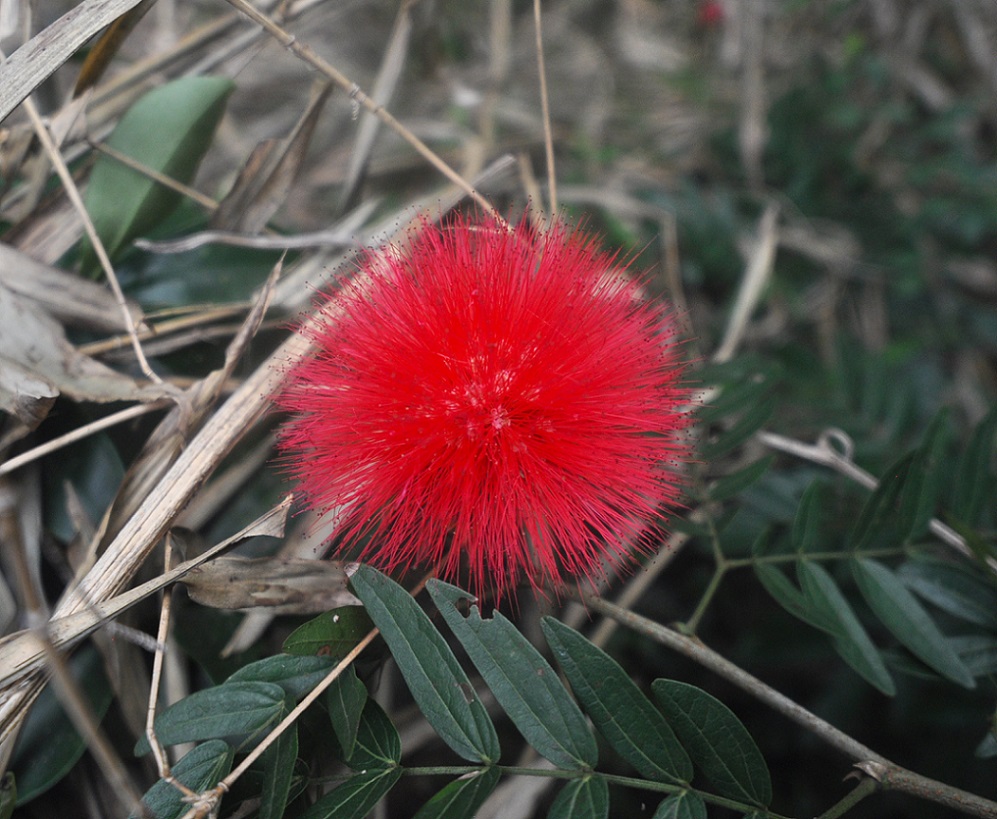 Изображение особи род Calliandra.