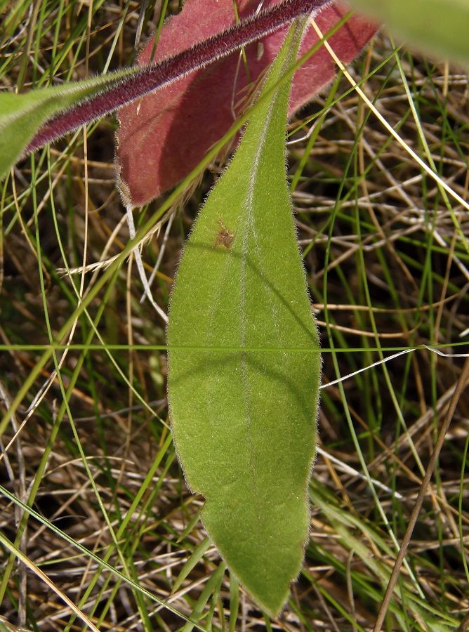 Image of Aster bessarabicus specimen.