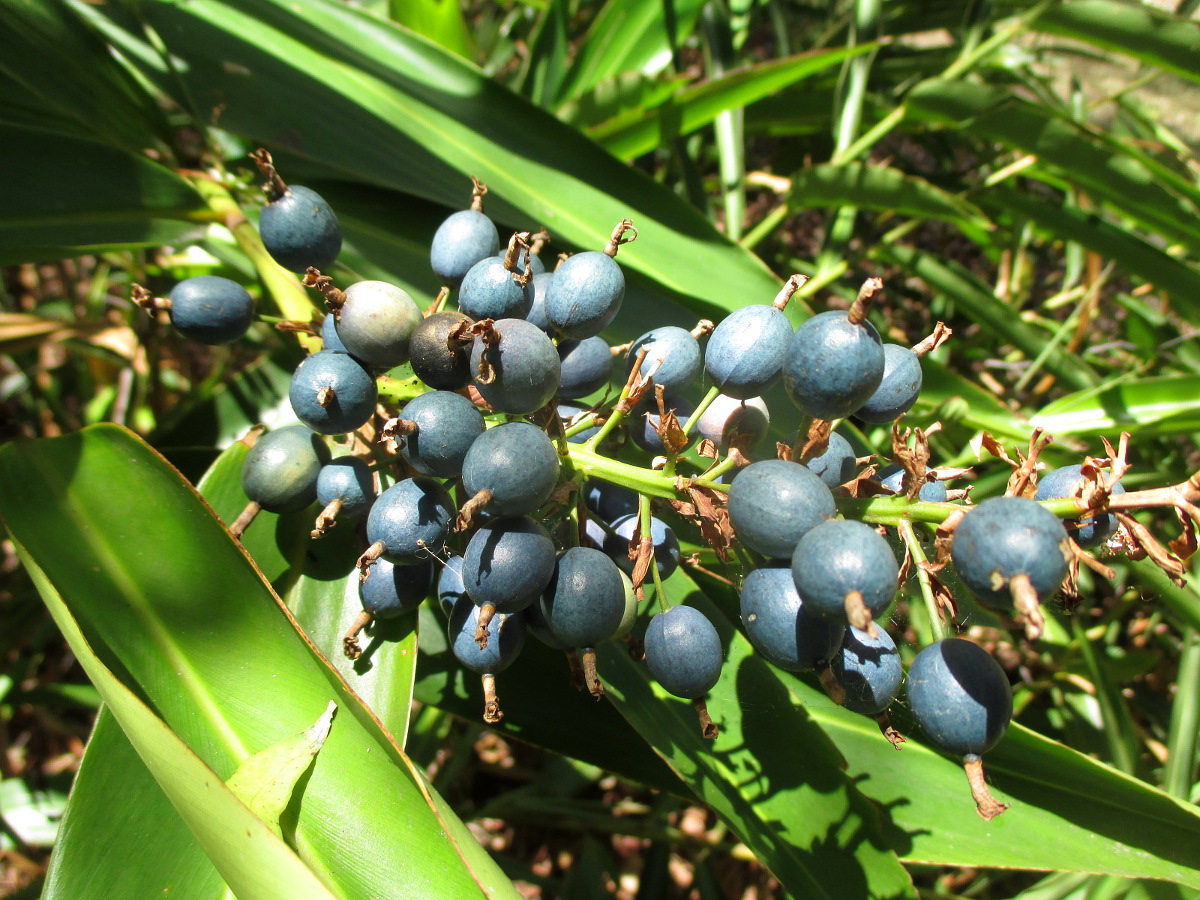 Изображение особи Alpinia caerulea.