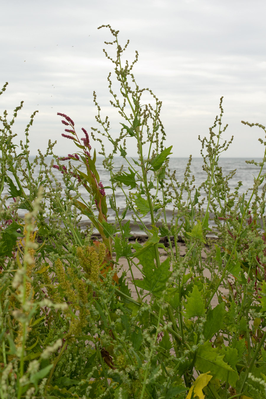 Image of Atriplex calotheca specimen.